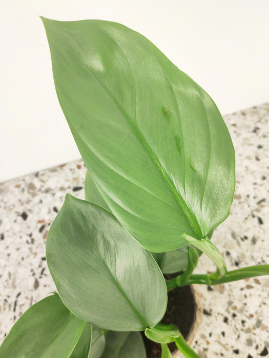 Philodendron hastatum