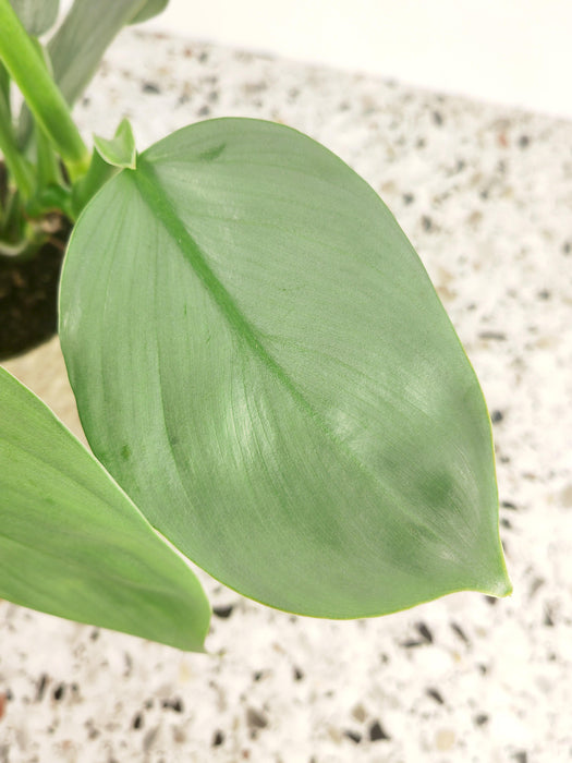 Philodendron hastatum