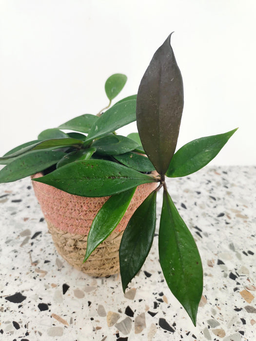 Hoya carnosa dark red