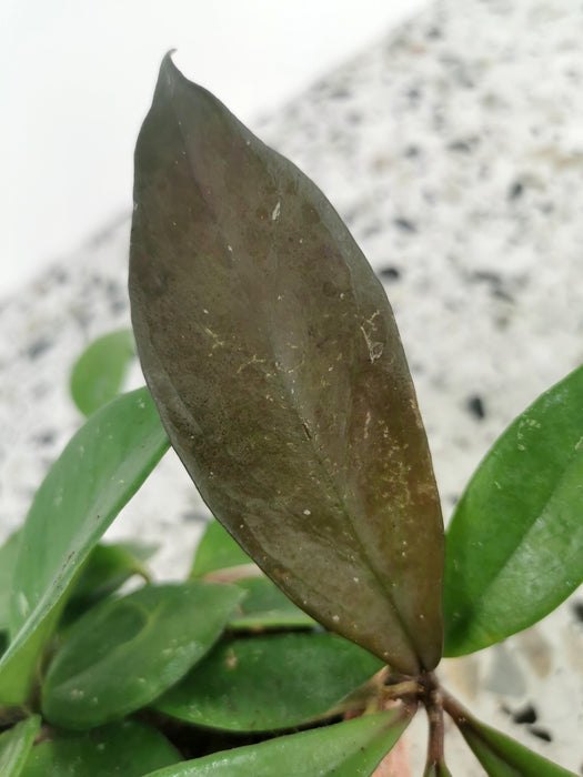 Hoya carnosa dark red
