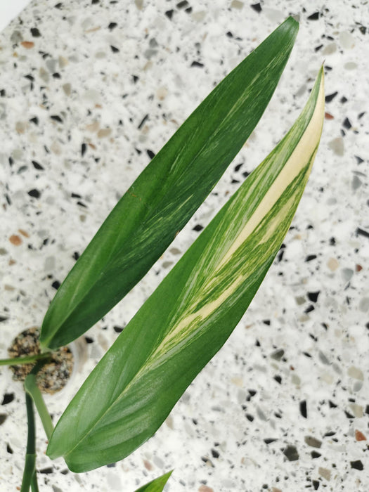 Epipremnum amplissimum variegata