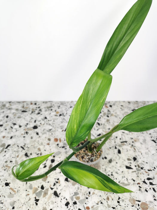 Epipremnum amplissimum variegata