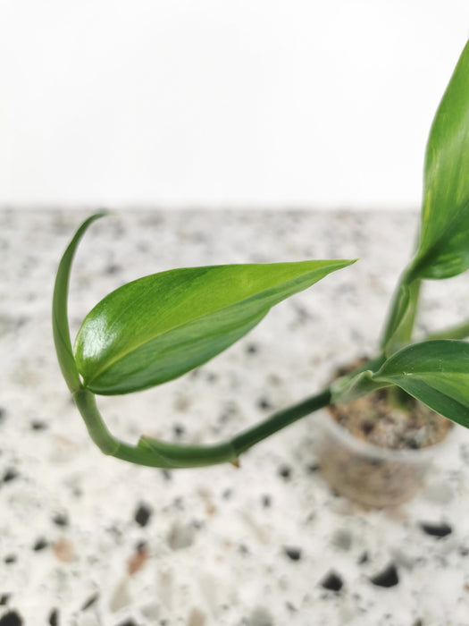 Epipremnum amplissimum variegata