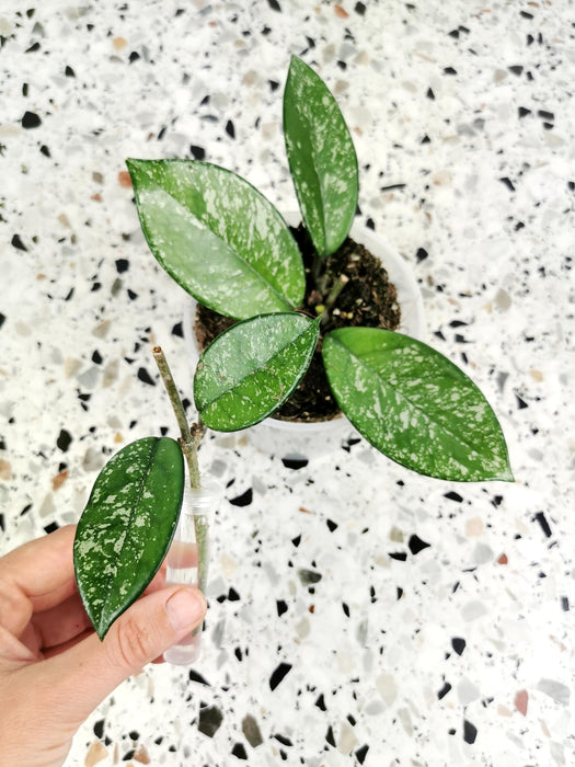 Hoya carnosa stardust