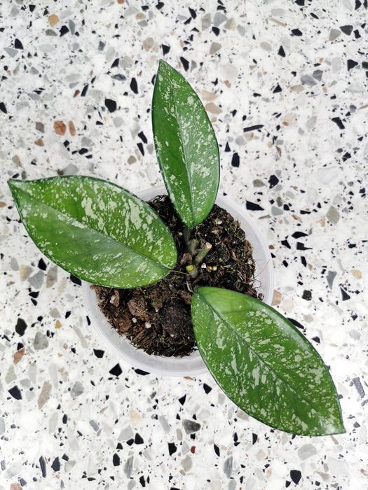 Hoya carnosa stardust