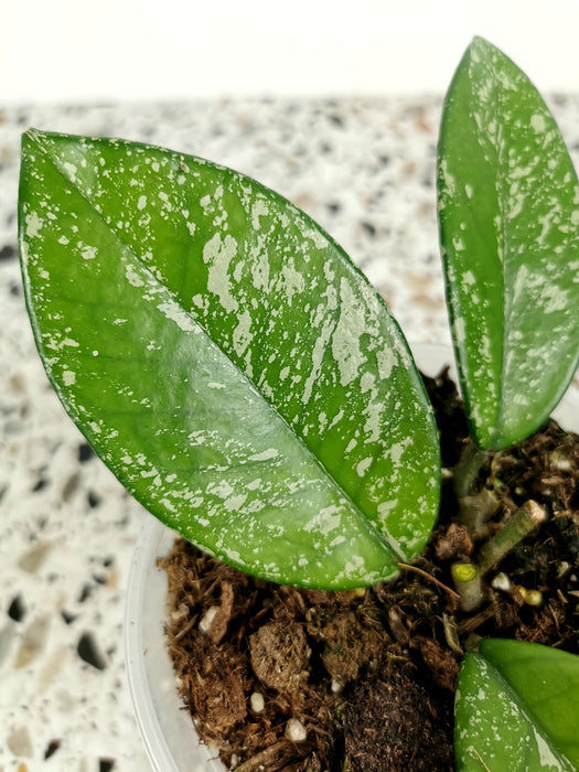 Hoya carnosa stardust