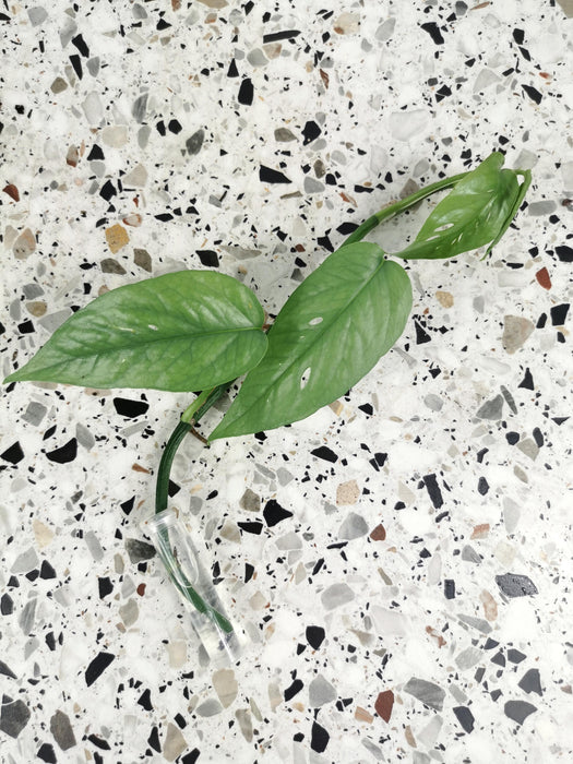 Scindapsus epipremnum cebu blue