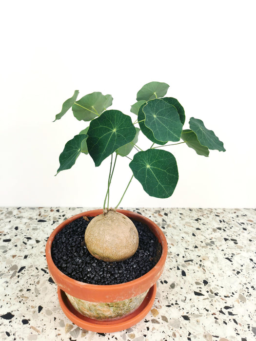 Stephania erecta caudex