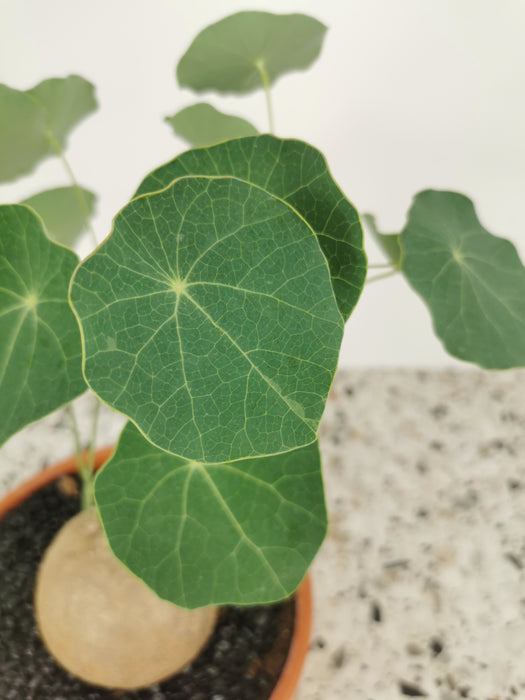 Stephania erecta caudex