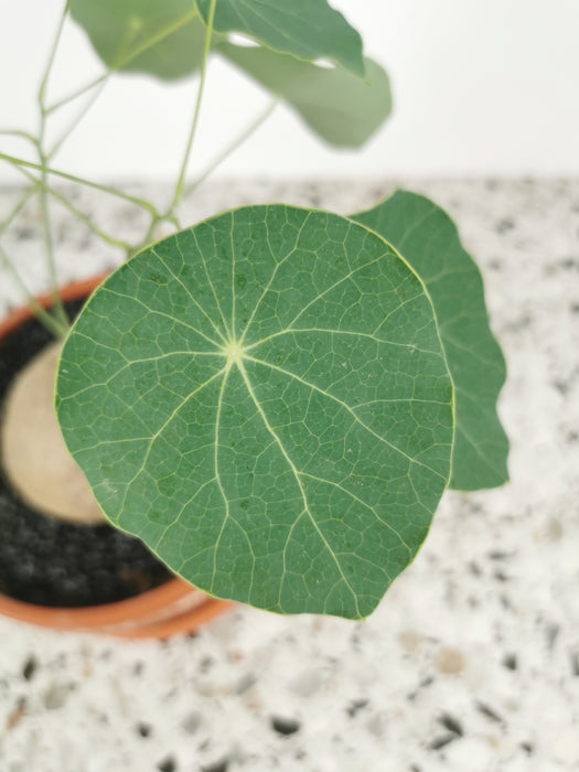 Stephania erecta caudex