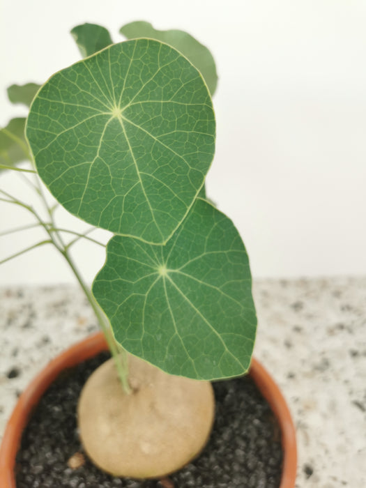 Stephania erecta caudex
