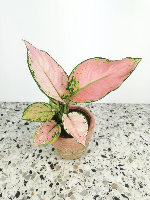 Aglaonema pink princess