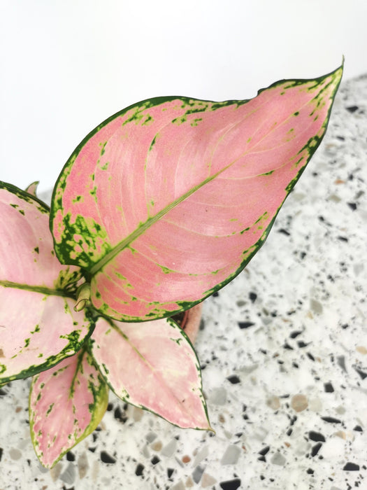 Aglaonema pink princess