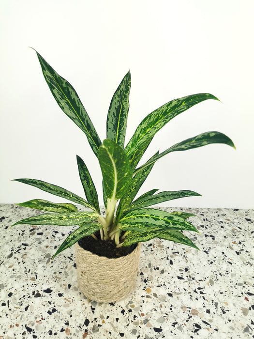 Aglaonema painted celebration