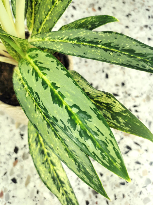 Aglaonema painted celebration