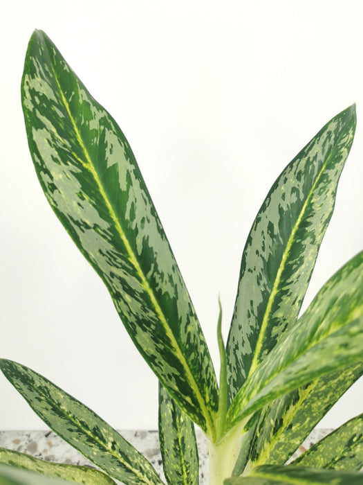 Aglaonema painted celebration