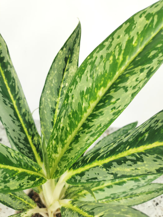 Aglaonema painted celebration
