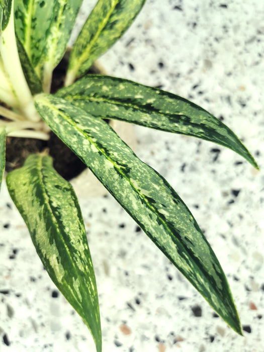 Aglaonema painted celebration