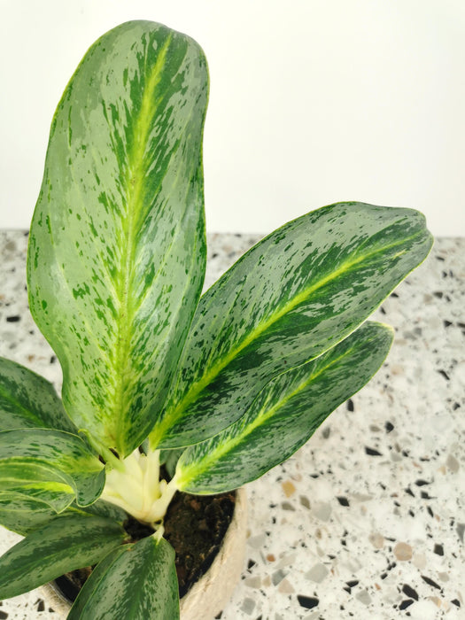 Aglaonema ice
