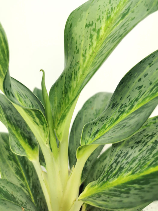 Aglaonema ice