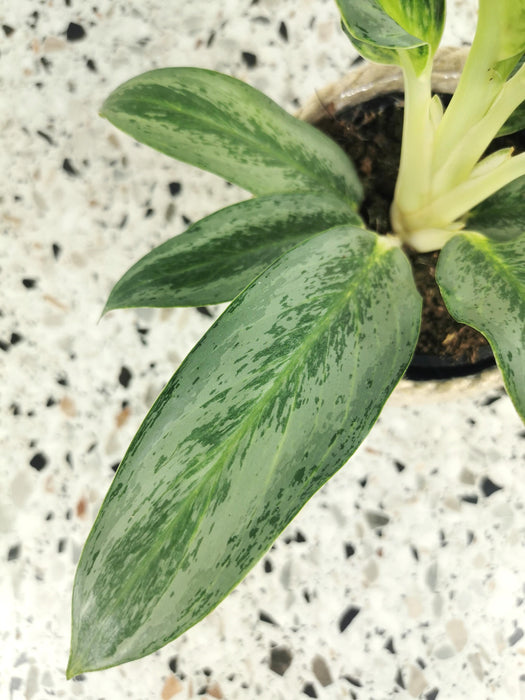 Aglaonema ice