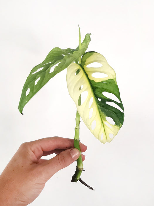 Monstera adansonii variegata