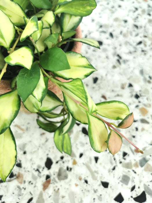 Hoya heuschkeliana variegata