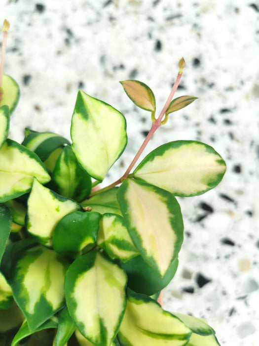 Hoya heuschkeliana variegata