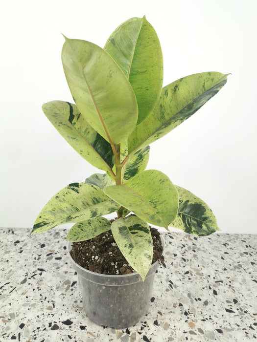 Ficus shivereana moonshine