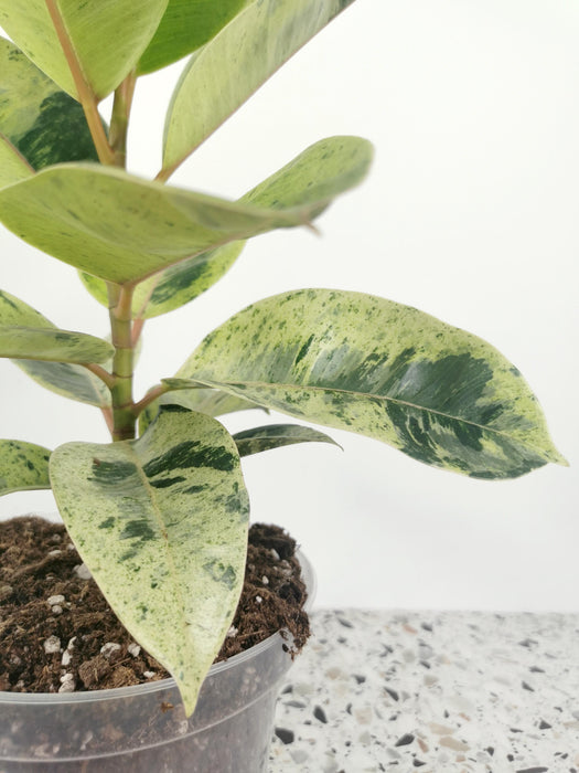 Ficus shivereana moonshine