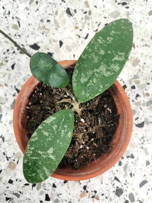 Hoya phuwuaensis