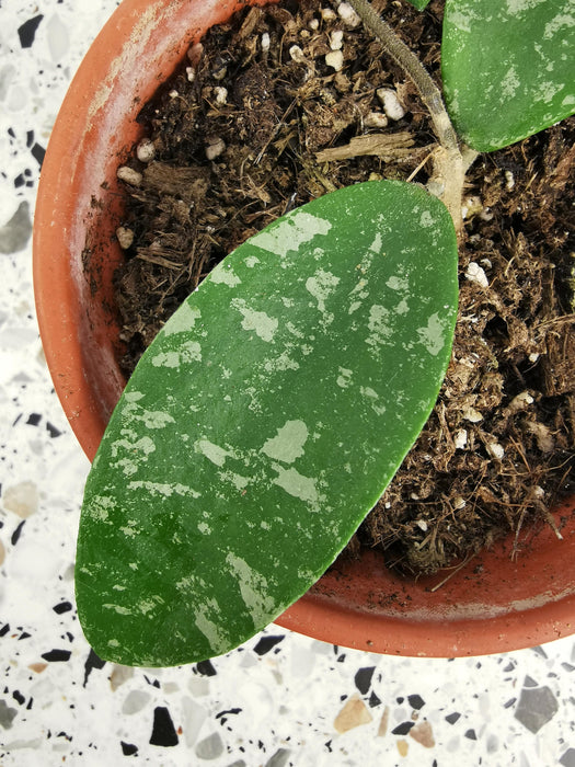 Hoya phuwuaensis