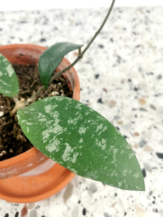 Hoya phuwuaensis