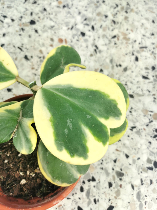 Hoya kerrii albomarginata - medium