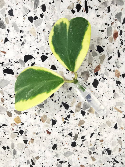 Hoya kerrii albomarginata - medium