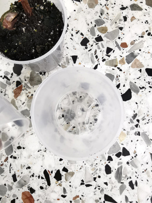 Pot Plastique Transparent 5,5cm