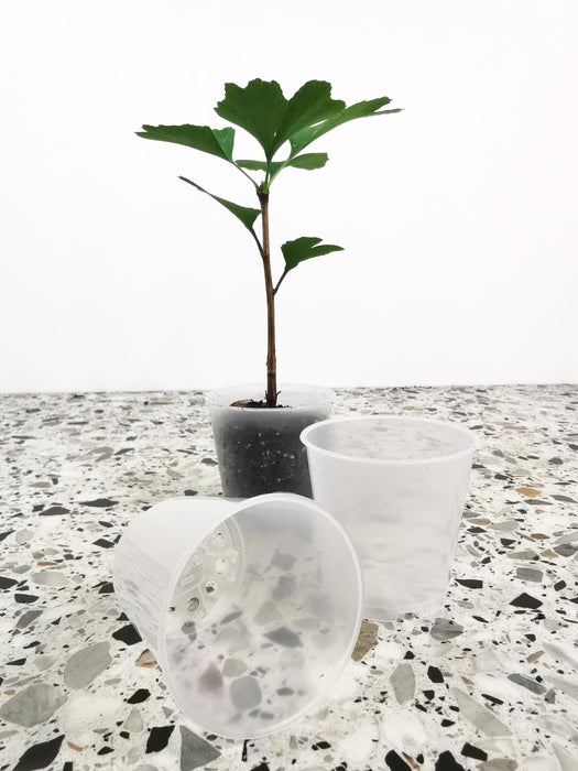 Pot Plastique Transparent 5,5cm