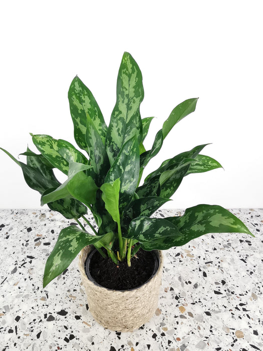 Aglaonema maria