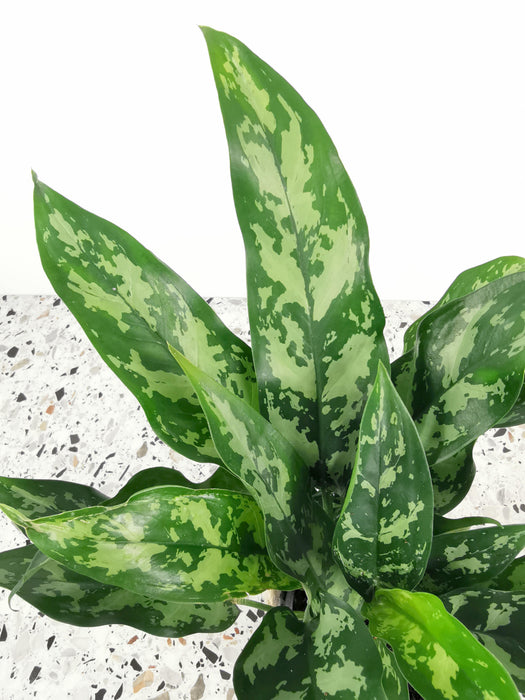 Aglaonema maria