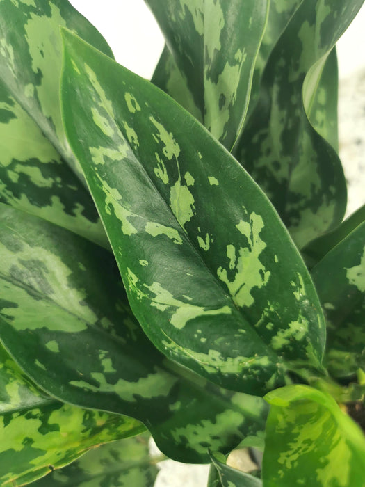 Aglaonema maria