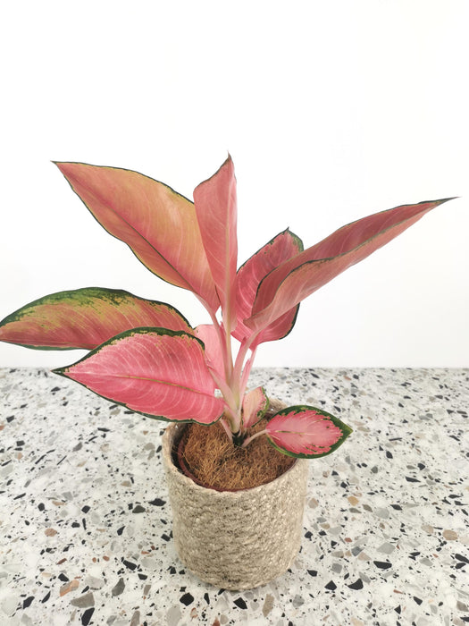 Aglaonema flamingo