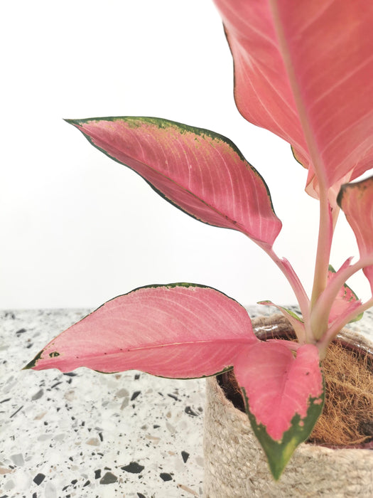 Aglaonema flamingo