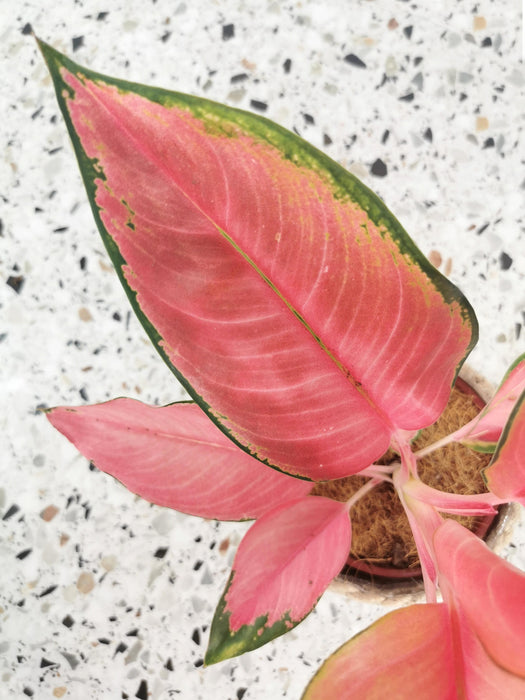 Aglaonema flamingo