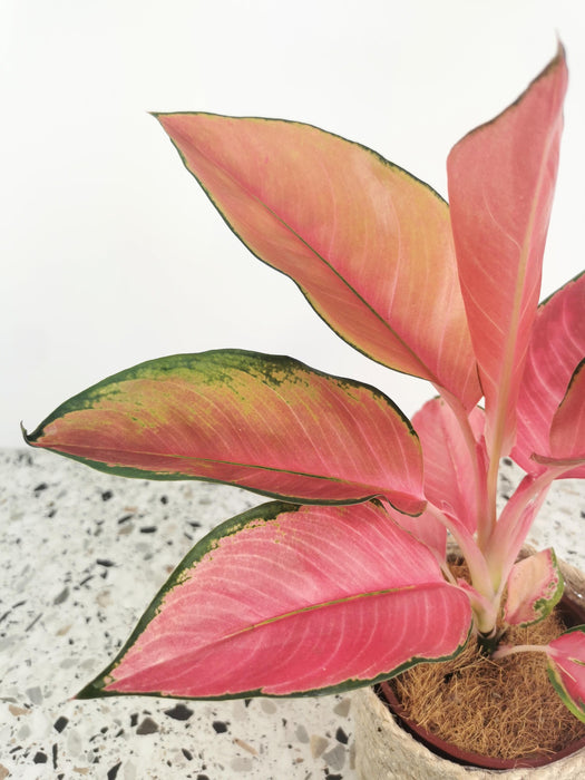 Aglaonema flamingo