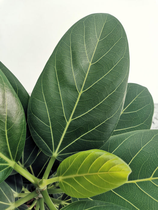 Ficus benghalensis audrey