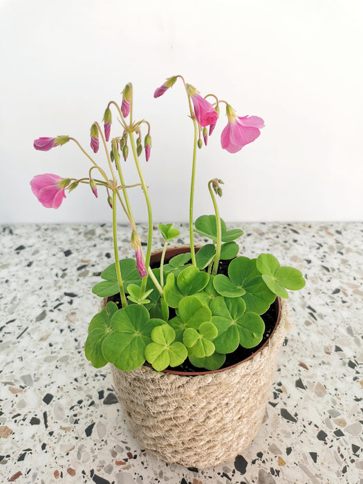 Oxalis bowiei amarantha