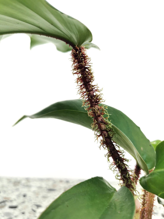 Philodendron squamiferum