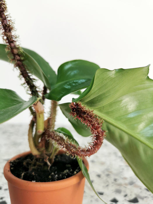 Philodendron squamiferum