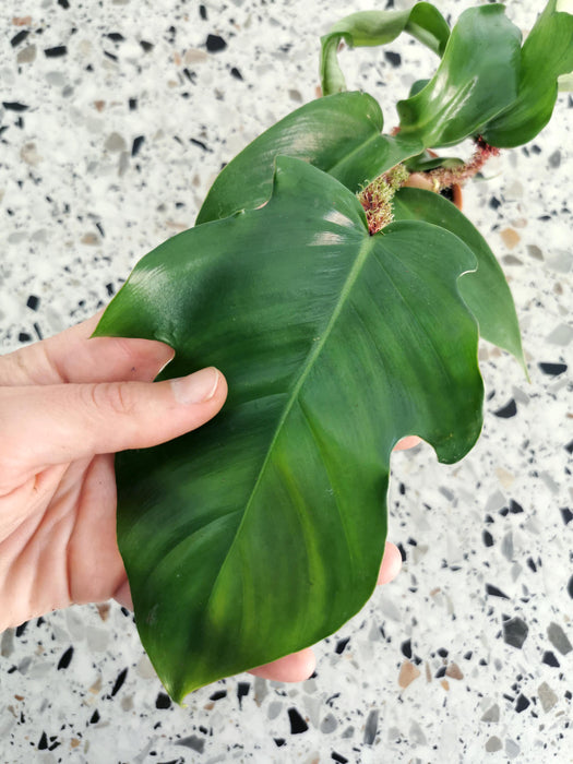 Philodendron squamiferum