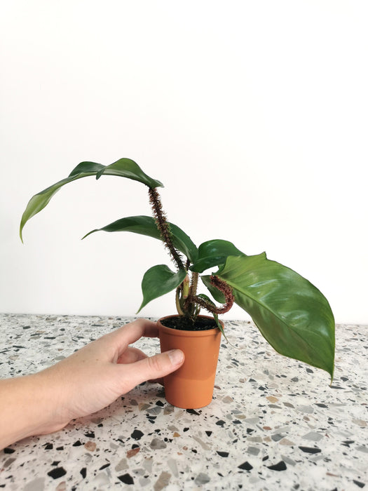 Philodendron squamiferum